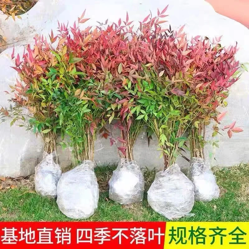 火焰南天竹树苗老桩盆景南天竹盆栽庭院植物耐寒绿化苗木好养易活
