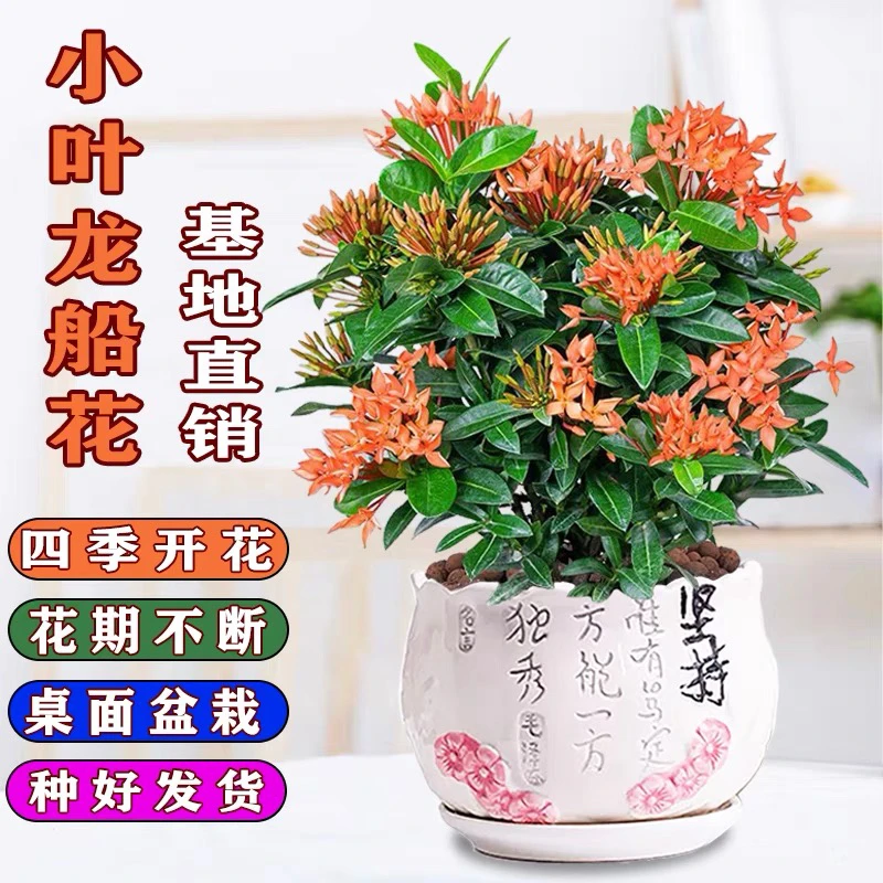 龙船花盆栽阳台庭院室内窗台观花小叶绿植水绣球耐热四季常青盆景