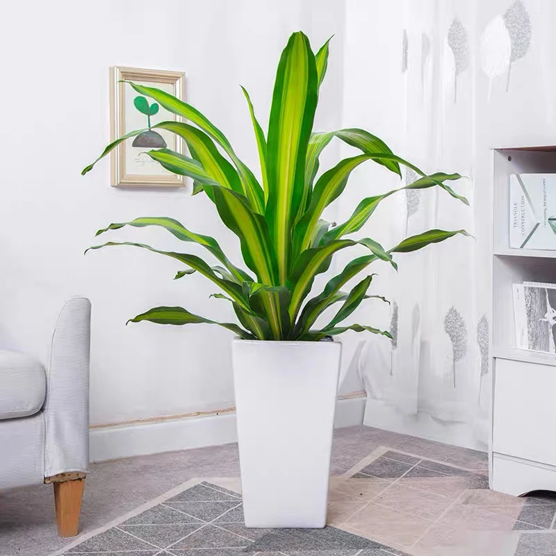 金心巴西铁盆栽 也门铁办公室客厅净化空气前台吸甲醛常用绿植