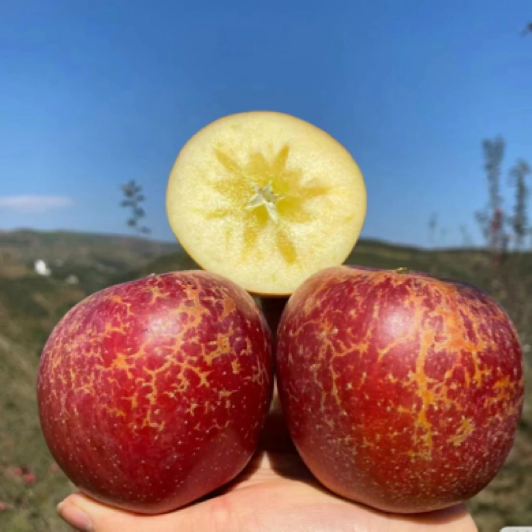 正宗大凉山盐源丑苹果冰糖心应季新鲜水果现摘当季水果WW