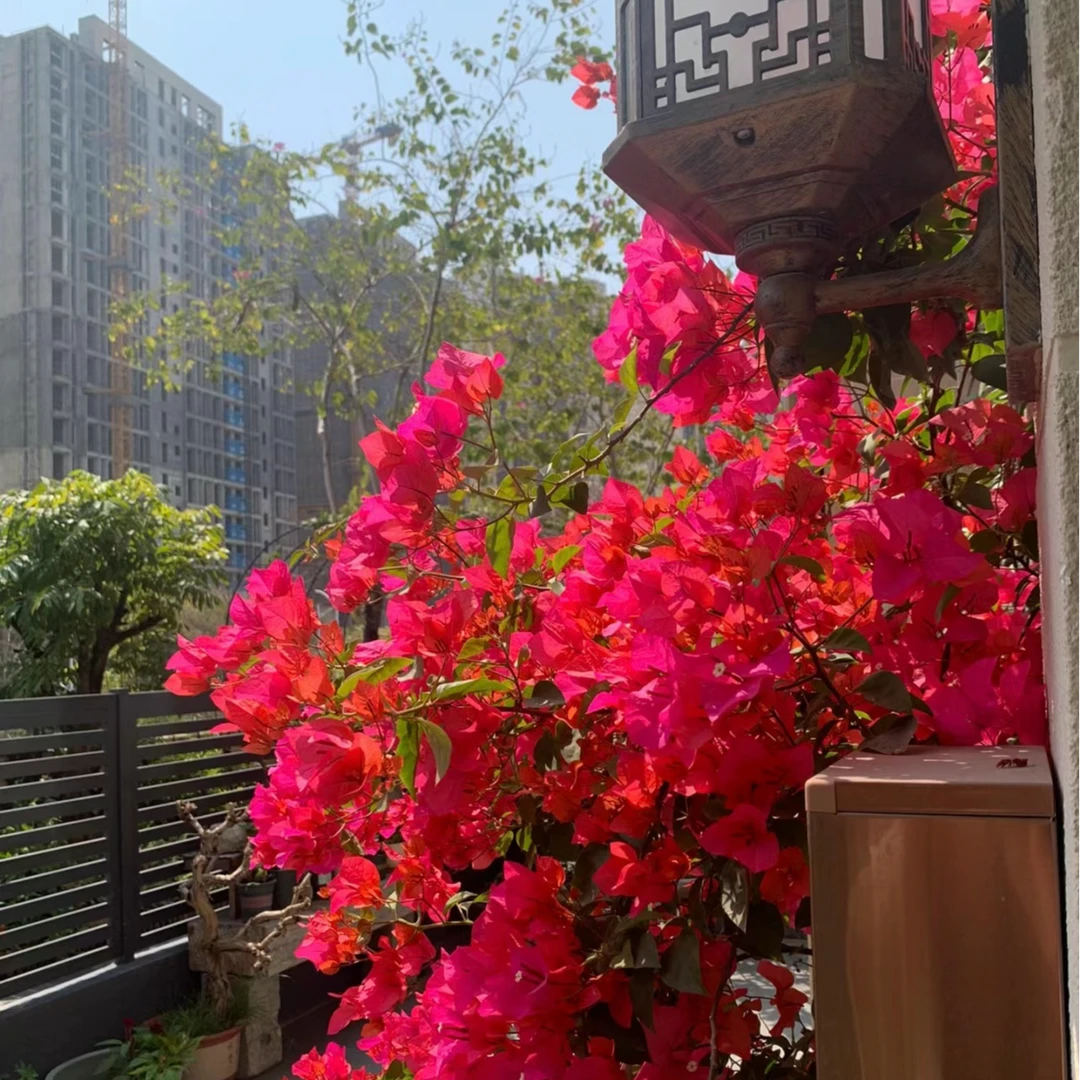 春【巴特夫人-桌面款】红色勤花三角梅庭院阳台种植盆栽花卉