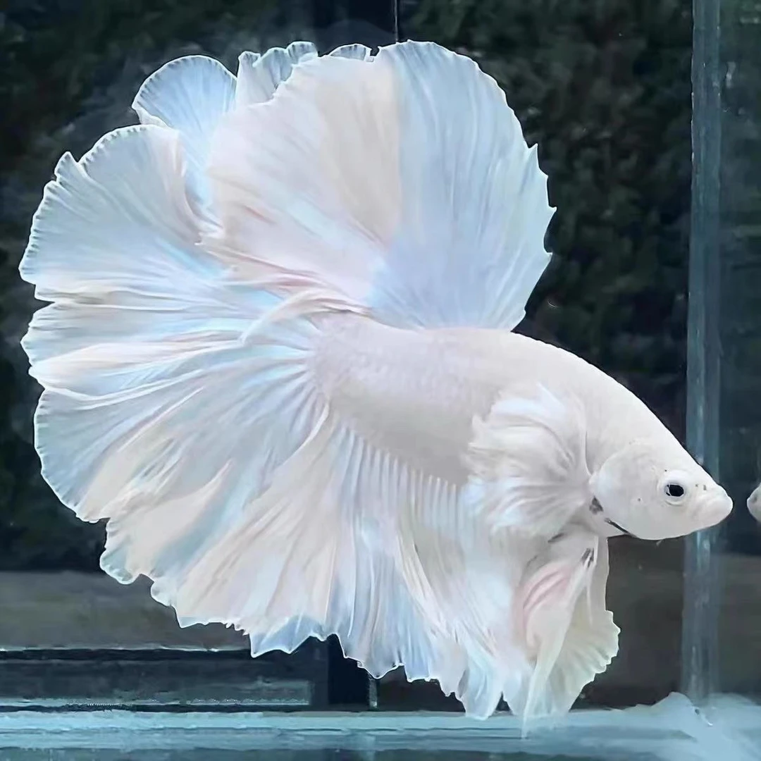 【三只泰斗水族馆】(194-385)号泰国斗鱼网红仙女婚纱鱼直播间选号