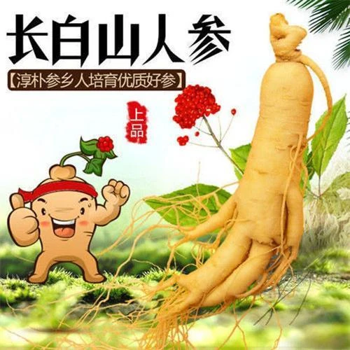 长白山人参种子正宗野山参西洋参四季阳台盆栽中药材易成活种子