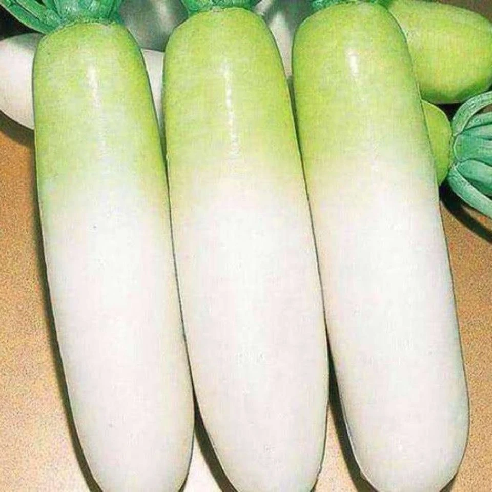 春不老白萝卜种子九斤王不空心大春秋播甜脆水果萝卜种籽农家种