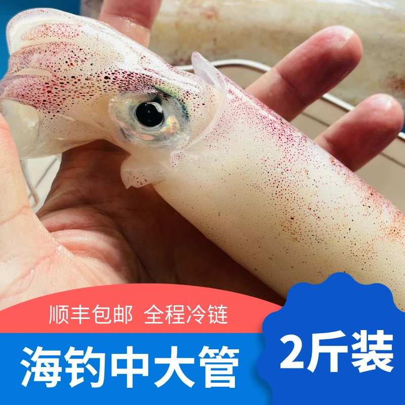 蝶岛宸品2斤装大鱿鱼海钓鱿鱼手钓大管鲜活速冻发货冷冻刺身鱿鱼
