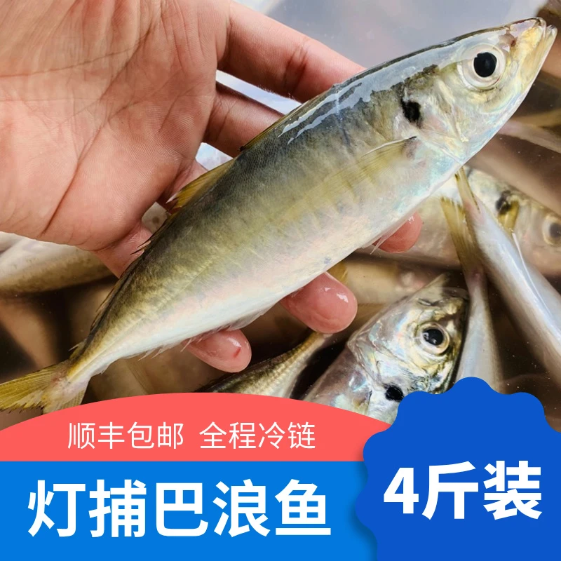 蝶岛宸品海鲜 东山岛巴浪鱼 新鲜冷冻鲜活巴浪鱼竹荚鱼竹筴鱼鱼饭