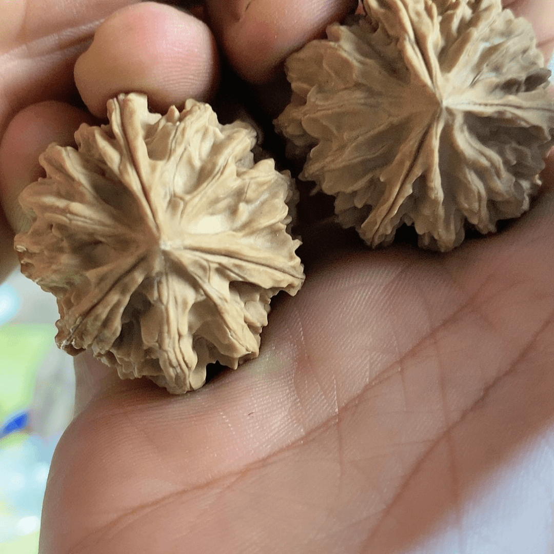 文玩核桃把件珊瑚纹凹底 三棱 130