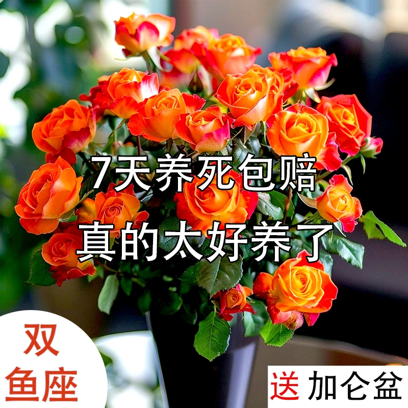 【原盆原土发货】双鱼座月季盆栽云南基地直发四季开花原生好养