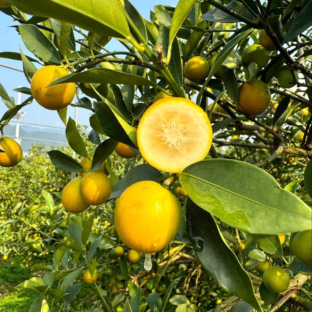 【金桔】正宗广西融安金桔滑皮脆甜糖心新鲜水果2/4斤 G