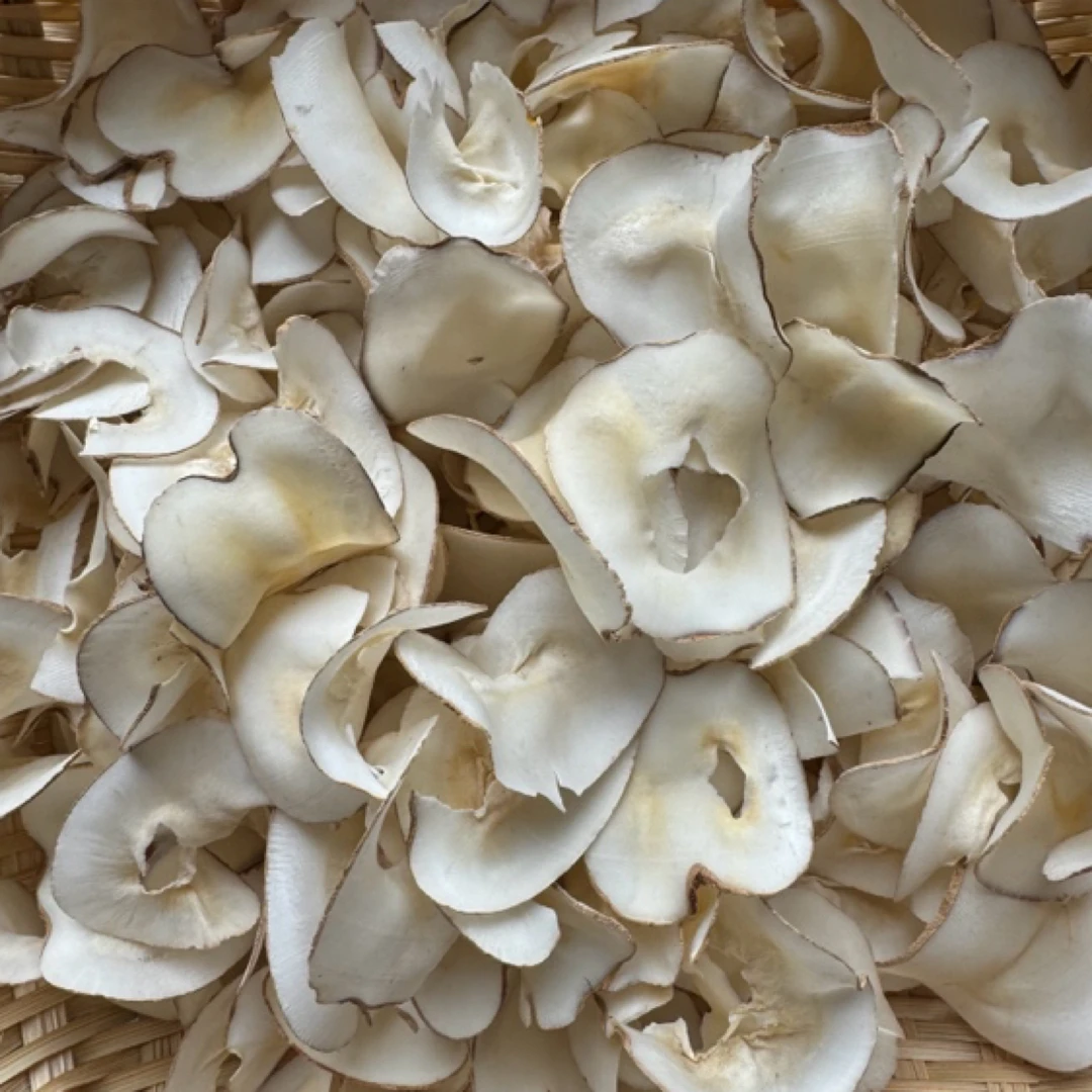 高山 农家 海底椰.