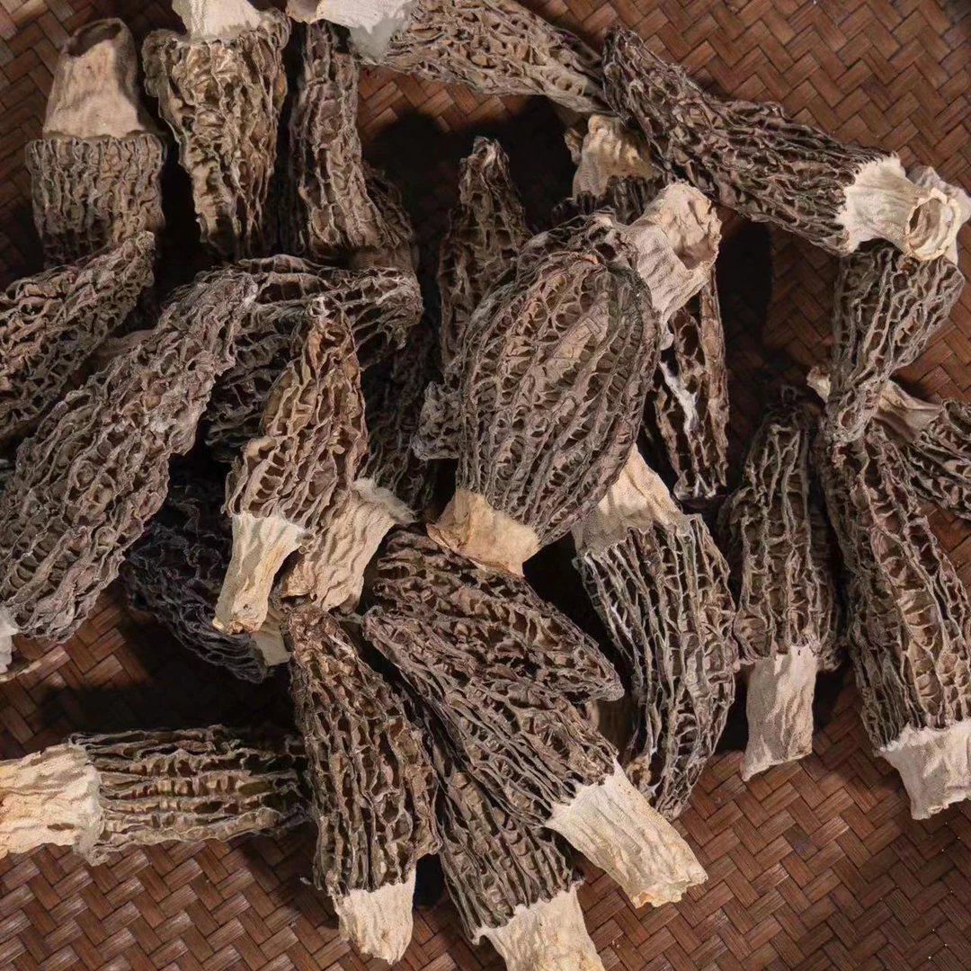 高山 农家 野生羊肚菌