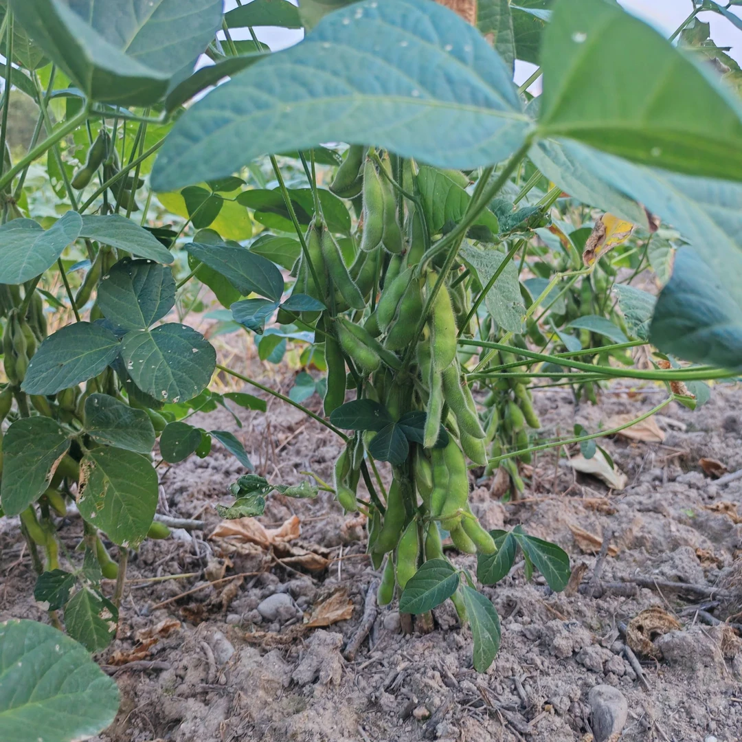 高山 农家 新鲜毛豆