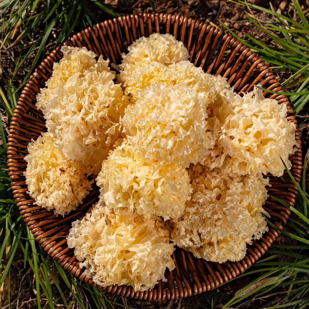 ZX 高山 土货 椴木银耳 小银耳