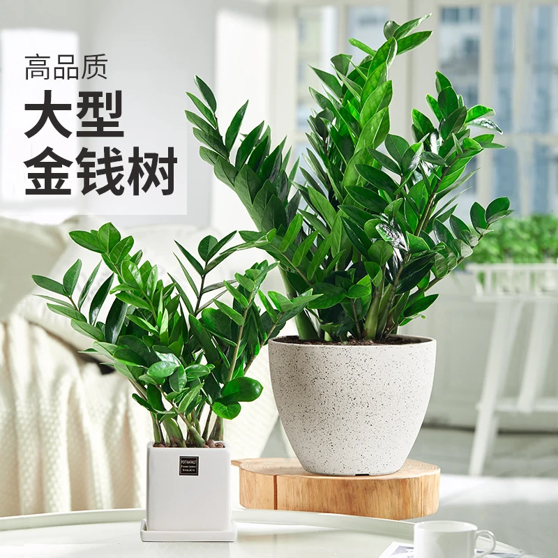 优质金钱树大型绿植种植办公好养活精选新房乔迁搬家落地