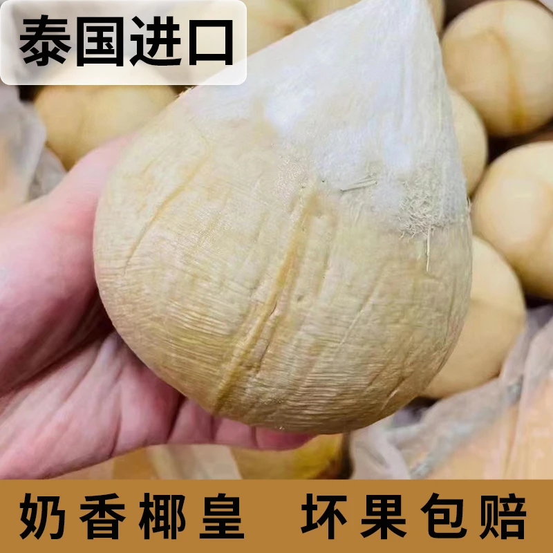 泰国牛奶椰皇大果小奶椰老椰子鸡海南三亚孕妇新鲜水果椰青椰子蛋