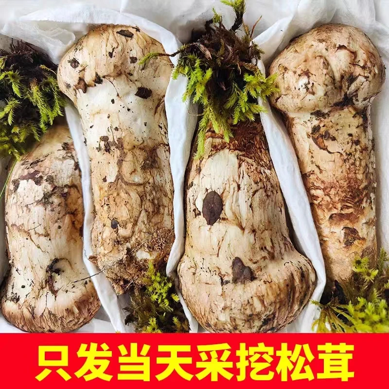 深山鲜松茸菌可煲汤炖鸡做刺身的食用菌冷链包邮