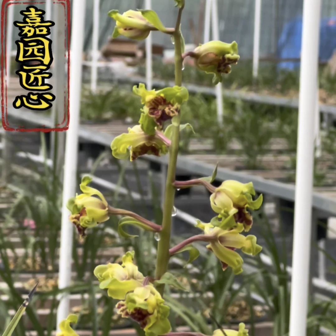 嘉园匠心大白菜，严州彩云，嘉园精选（下单请备注）