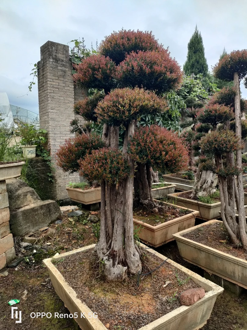 小叶红芽赤楠，嫁接多年老桩，一物一拍