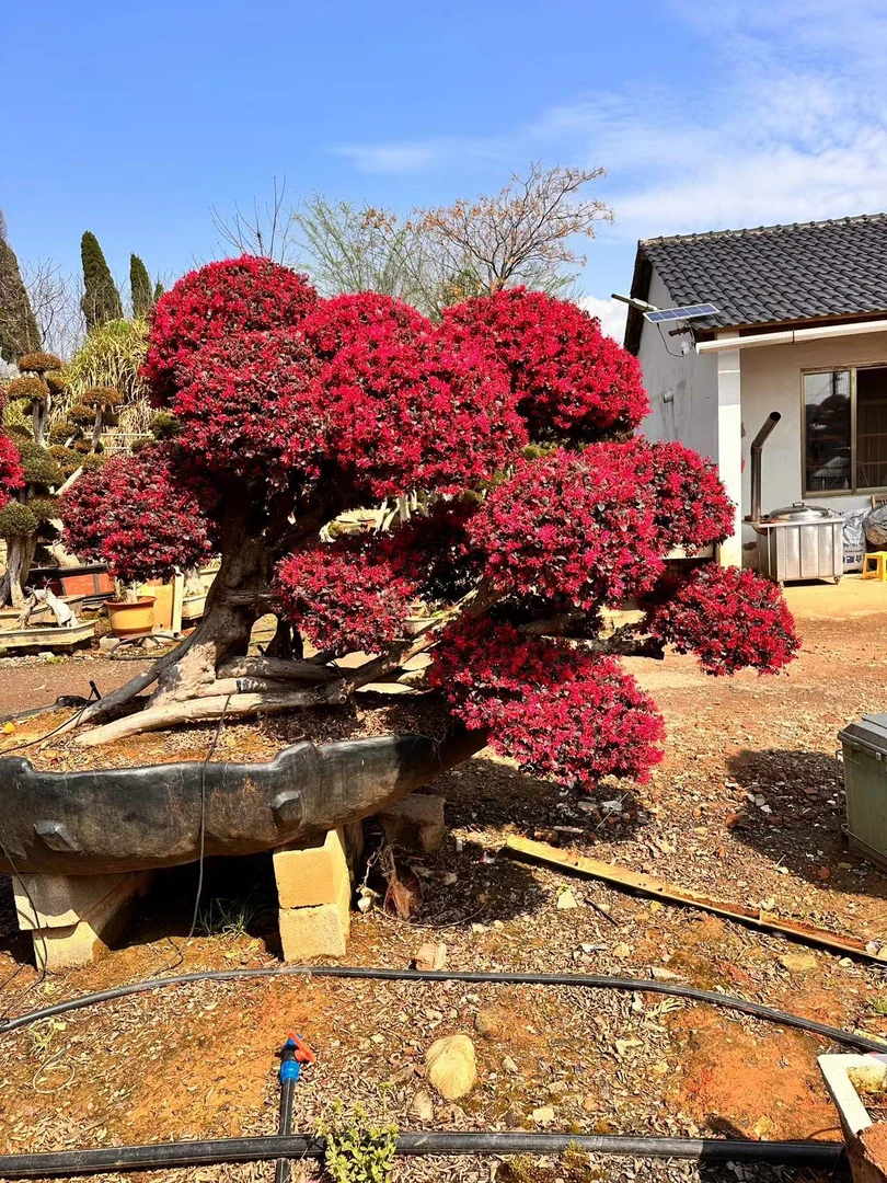 四季红叶，春秋开花，直播定金链接一物一拍