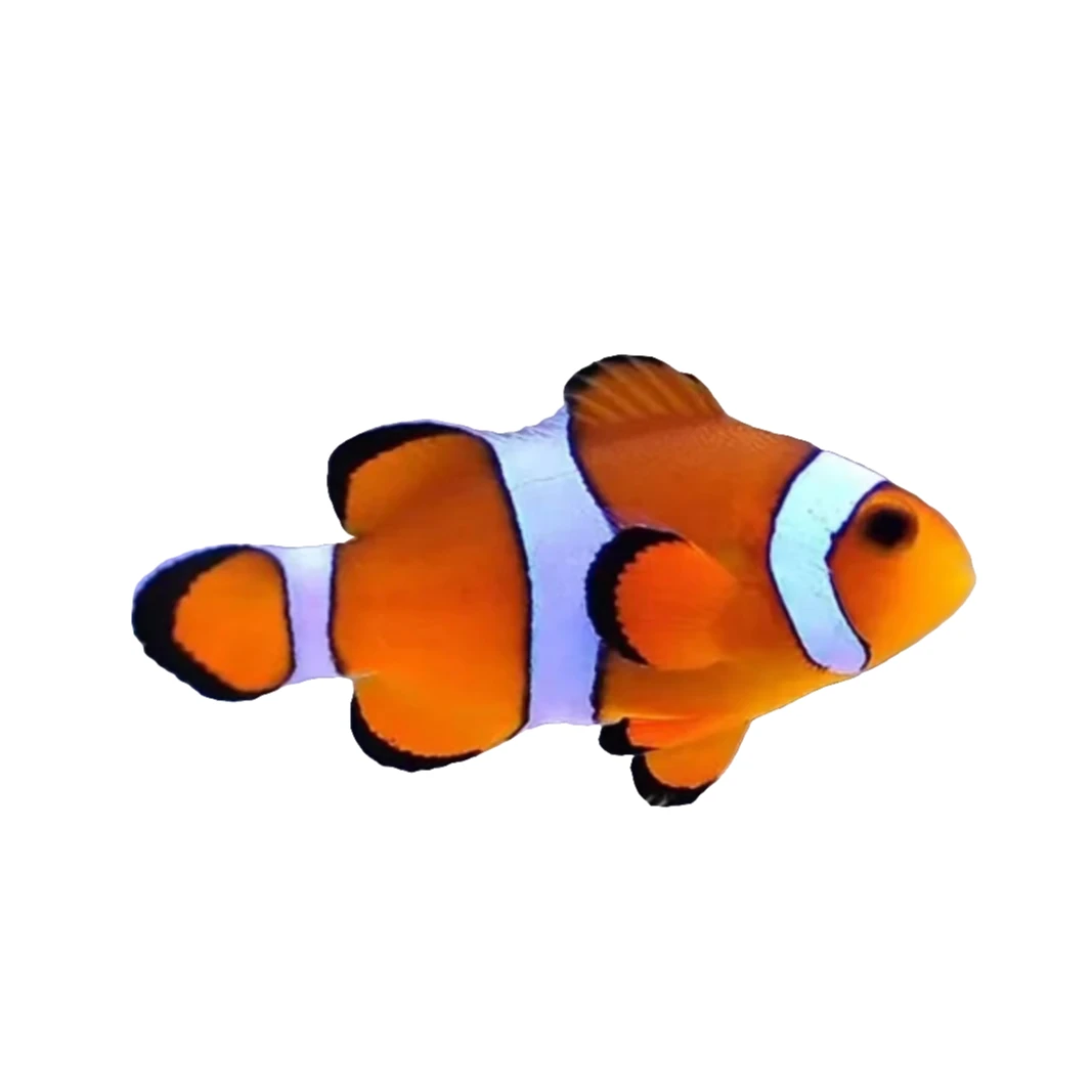 直播间专用链接精品小丑鱼 (一图一物·别乱拍)