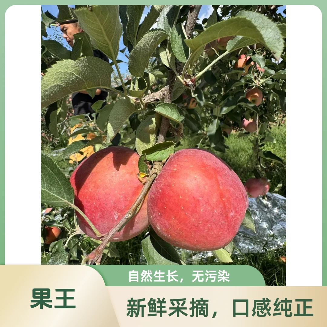 【正宗】云南昭通糖心苹果9斤果王/大果/中果【绿色乌蒙山健康大苹果