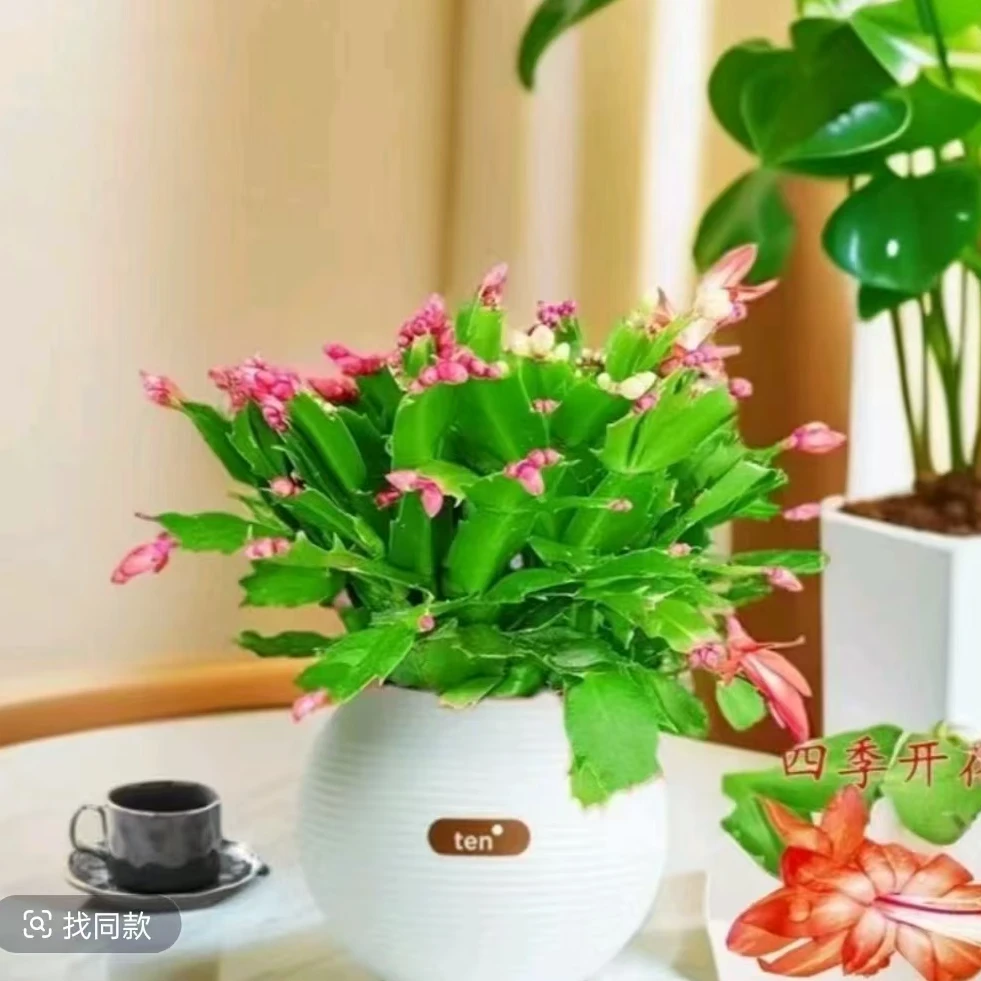 红色】蟹爪兰多色老桩盆栽四季家养花卉桌面阳台庭院绿植