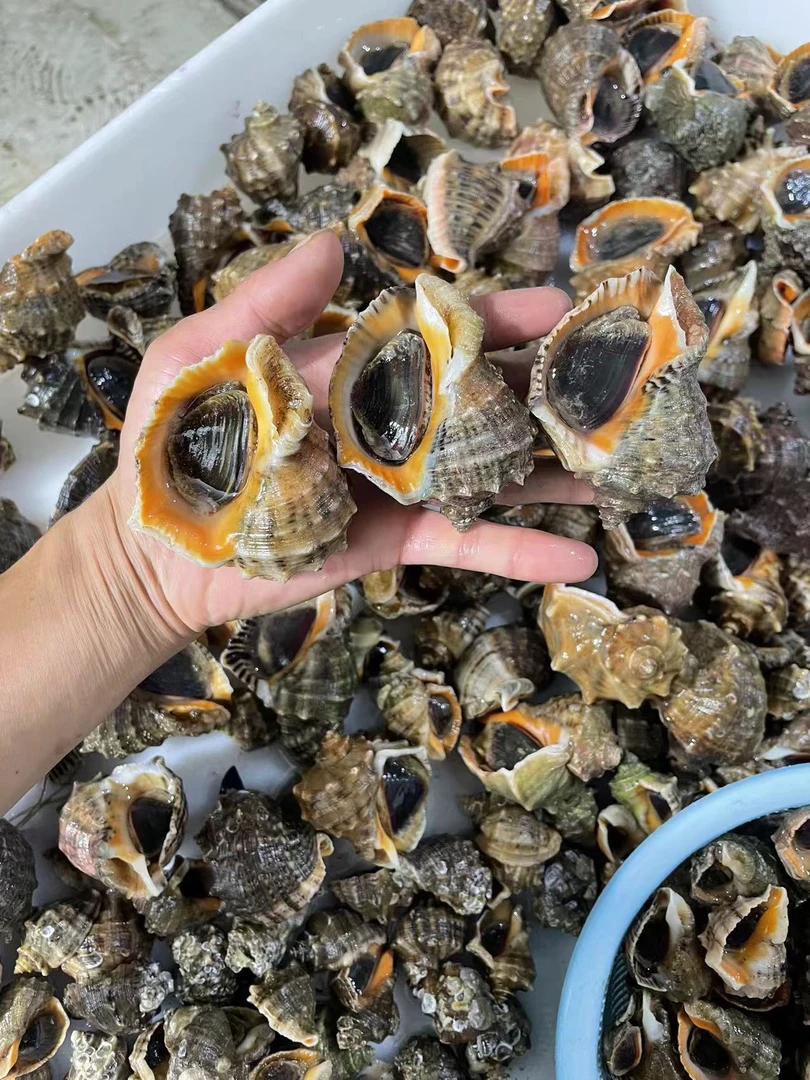 连云港海捕海螺鲜活发货（每斤5到6只）3斤装16只左右包活