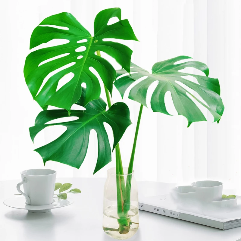 水培植物龟背竹盆栽老桩吸甲醛四季常青净化空气大叶室内观叶绿植