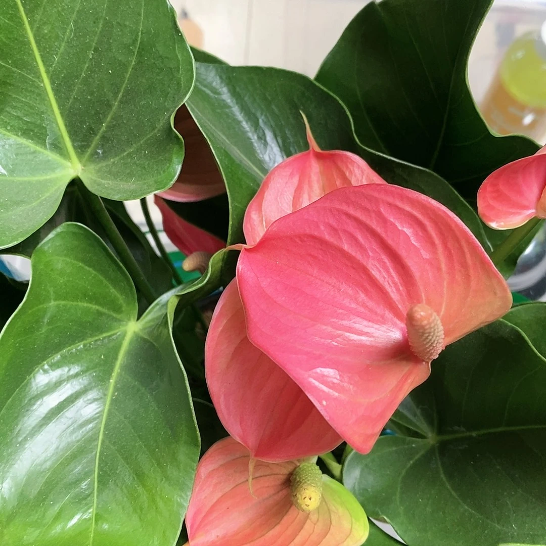 红陶20CM以下?**酱粉掌150杯