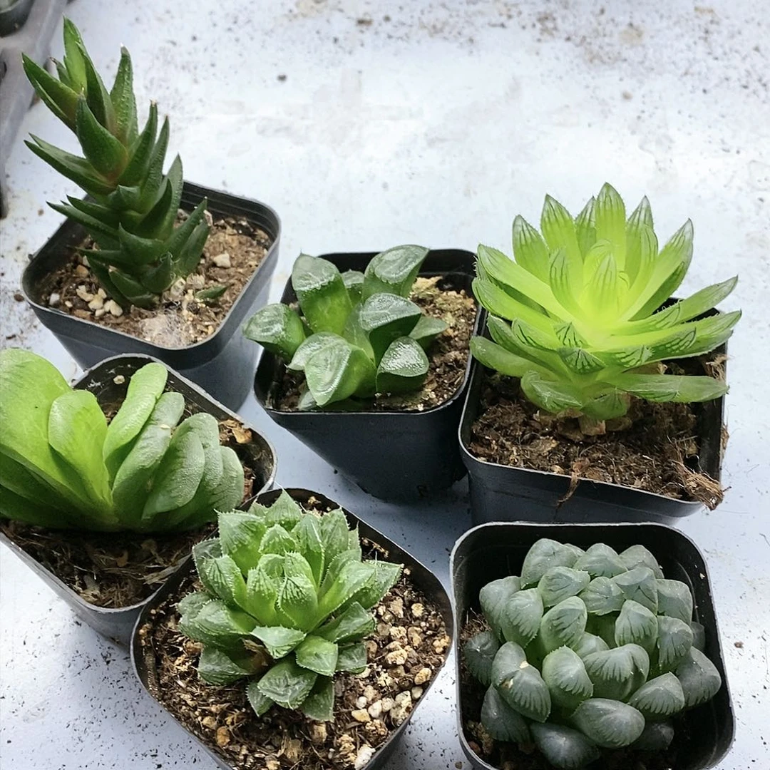 红陶20CM以下玉露6盆