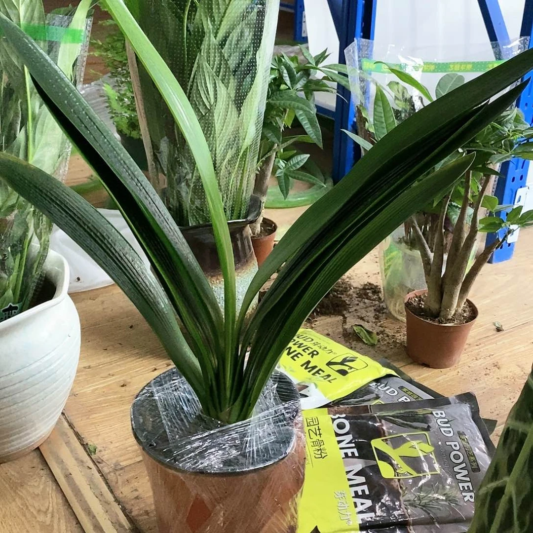 红陶20CM以下^****^君子兰1盆