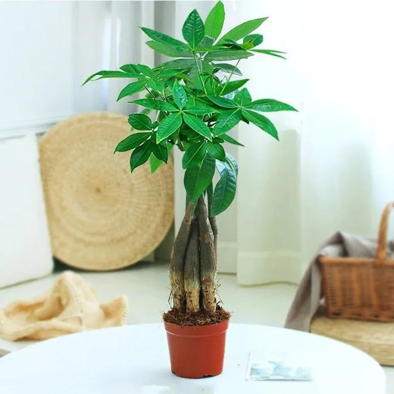 发财树盆栽室内客厅桌摆绿植小盆景发财树苗招财树好养吸甲醛植物