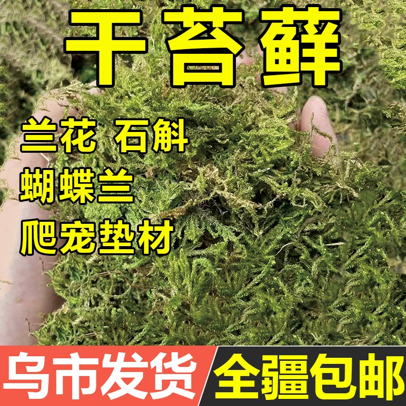新鲜干苔藓蝴蝶兰花专用水苔青苔铁皮兰花种植育苗营养土爬宠垫材