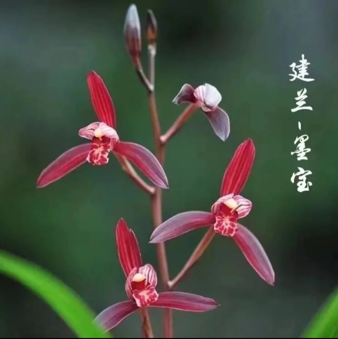 墨宝 建兰铭品又名紫蜻蜓 四季兰兰花基地裸根发货保终身对版