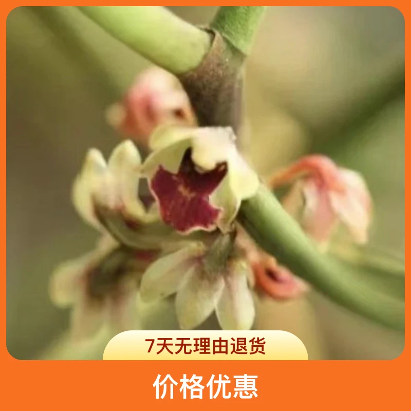 云南种植盆景小花（一物一拍)秒小弟包邮