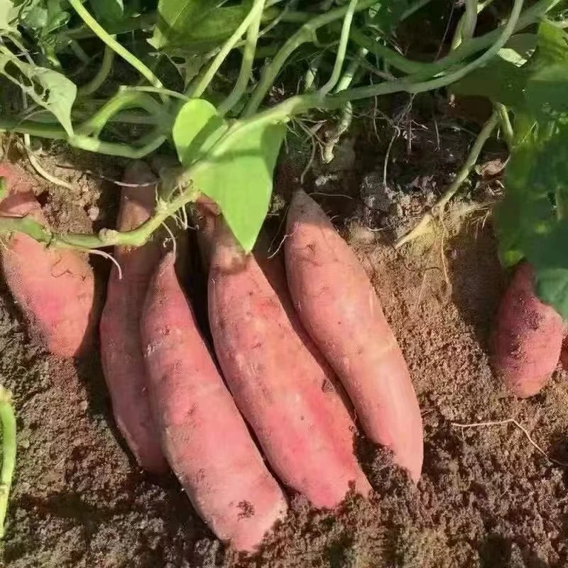【果乐多甄选】福建红蜜薯到手1箱