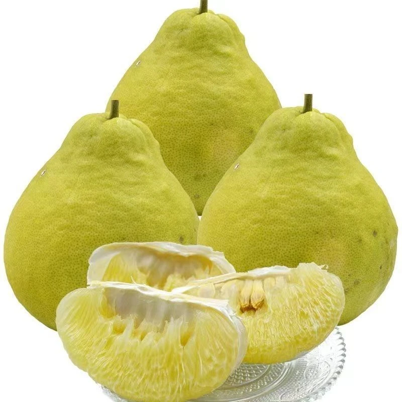 真龙柚之乡泸州合江真龙山真龙柚纯甜无酸细腻化渣