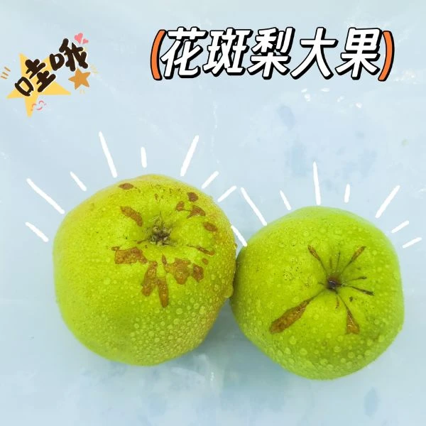 正宗新疆库尔勒花斑梨大果鲜果采摘花斑大果