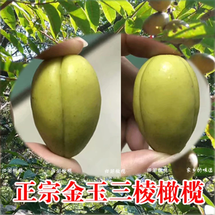 潮汕正宗野生新鲜原味三捻橄榄酥脆无渣金玉三棱橄榄现摘现发包邮