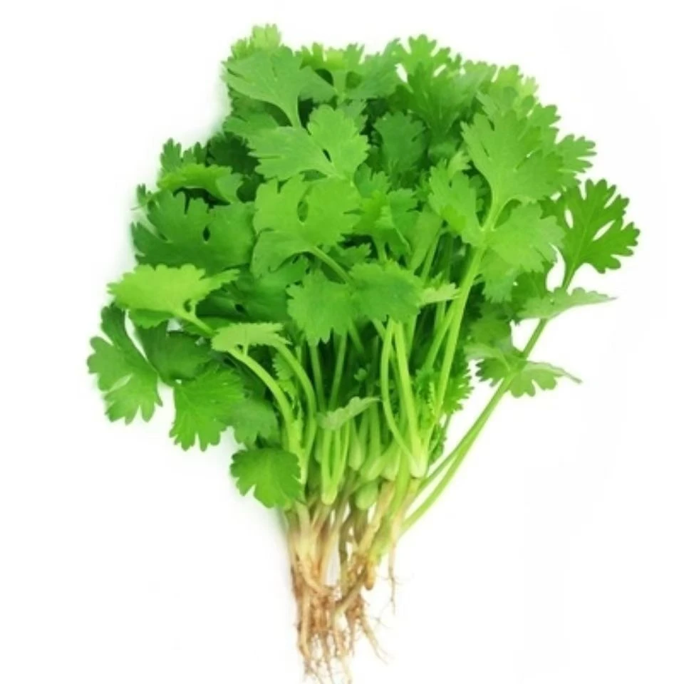 澳洲小叶香菜种子 约400粒 8月20日至10月30日播种