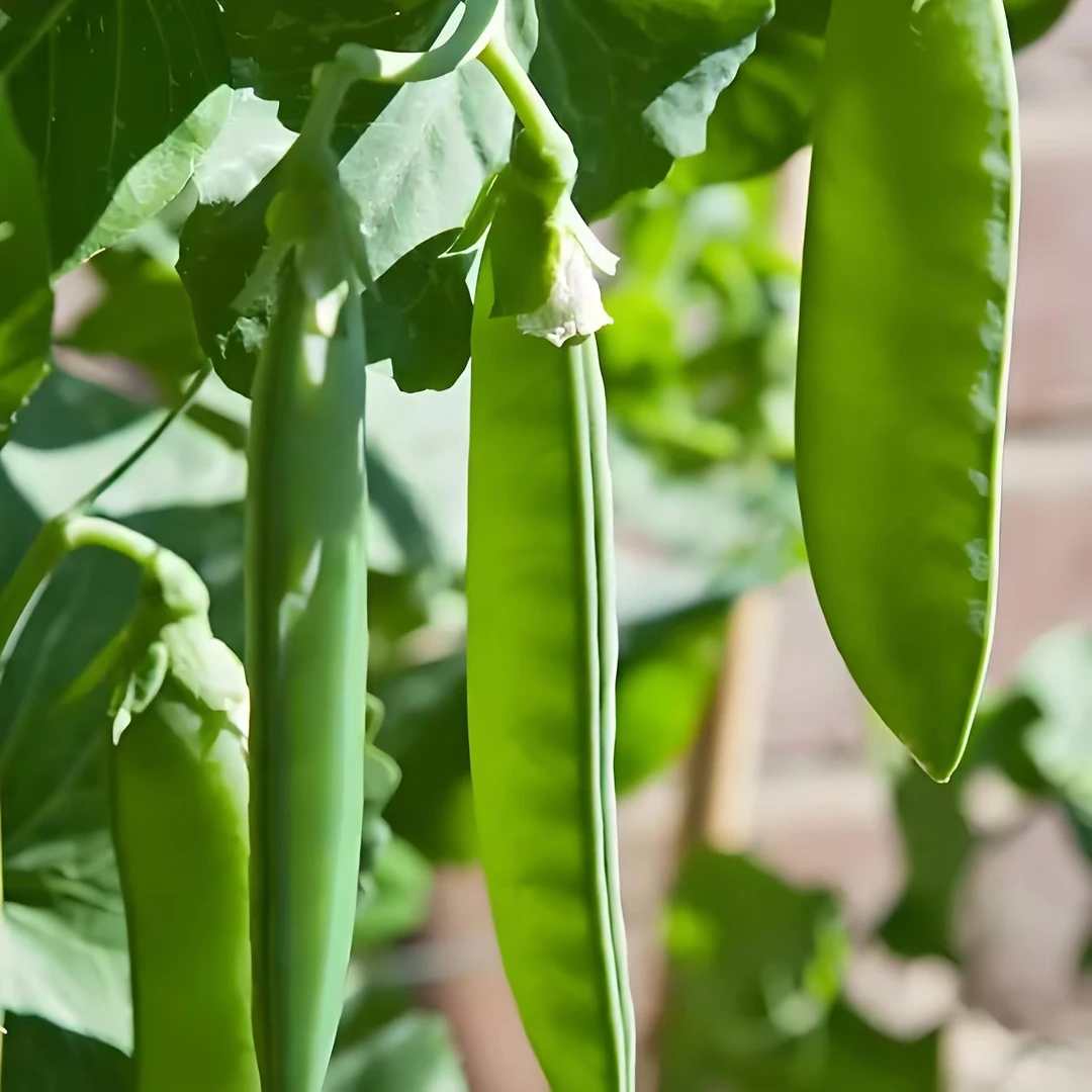 【荷兰豆】当季A级红花大片玻璃脆甜农家菜园易种四季早蔬菜种子