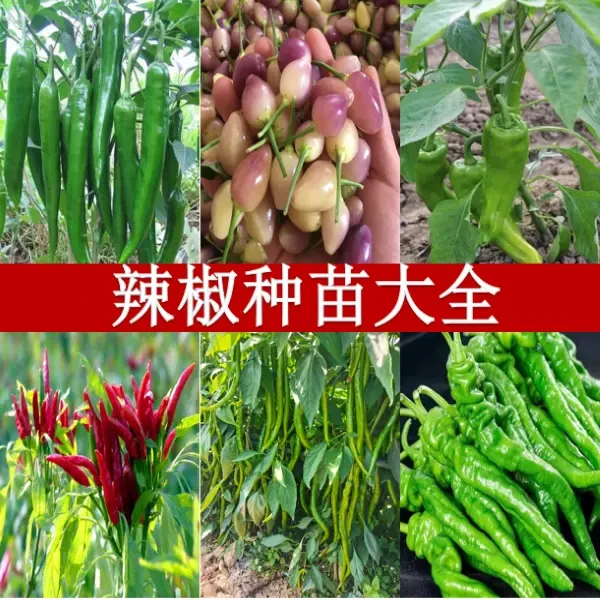 【辣椒种苗】四季阳台盆栽地栽爆辣不辣苗子高产泡椒干辣椒秋播