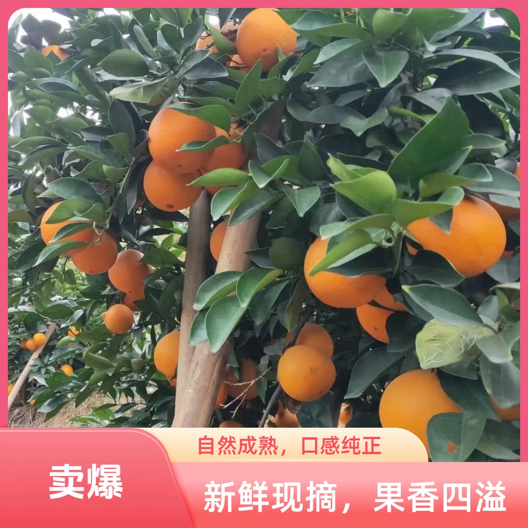 正宗赣南脐橙果园直发新鲜应季水果