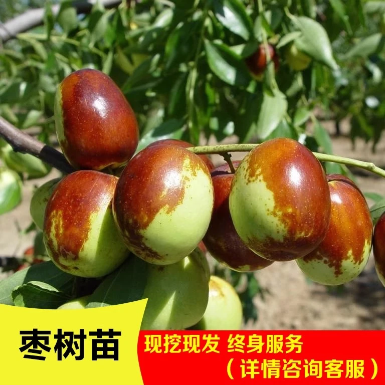 枣树活苗嫁接冬枣地栽当年结果北方南方大枣超甜特大庭院果树果苗