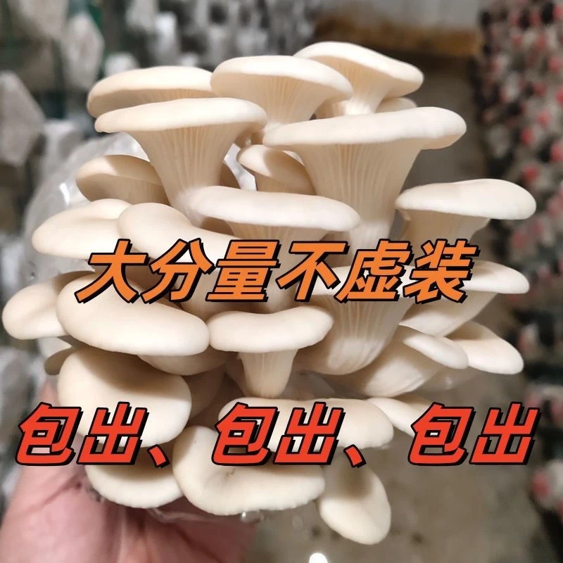【拍一发三】菌种家种蘑菇菌包家庭室内种植食用菌棒菌种菌种包
