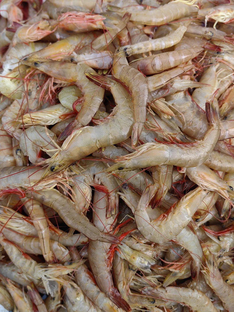 近海天然野生海虾