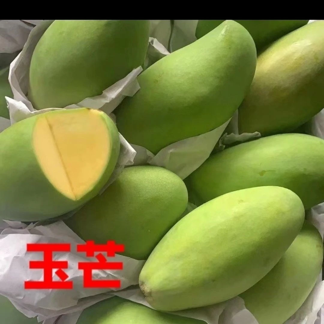越南芒果青芒果新鲜水果整箱3/5/9斤大果玉芒小果包邮香甜细腻