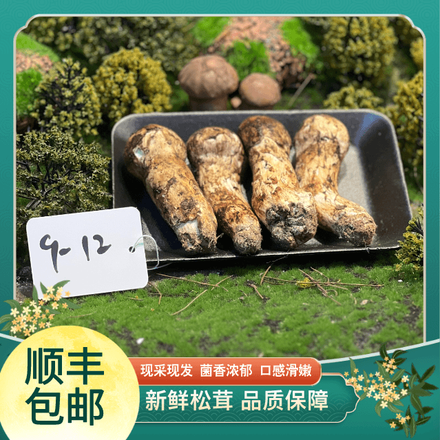 【藏白塔】发10-13cm 精选新鲜松茸 现采现发顺丰空运冷链产地直发