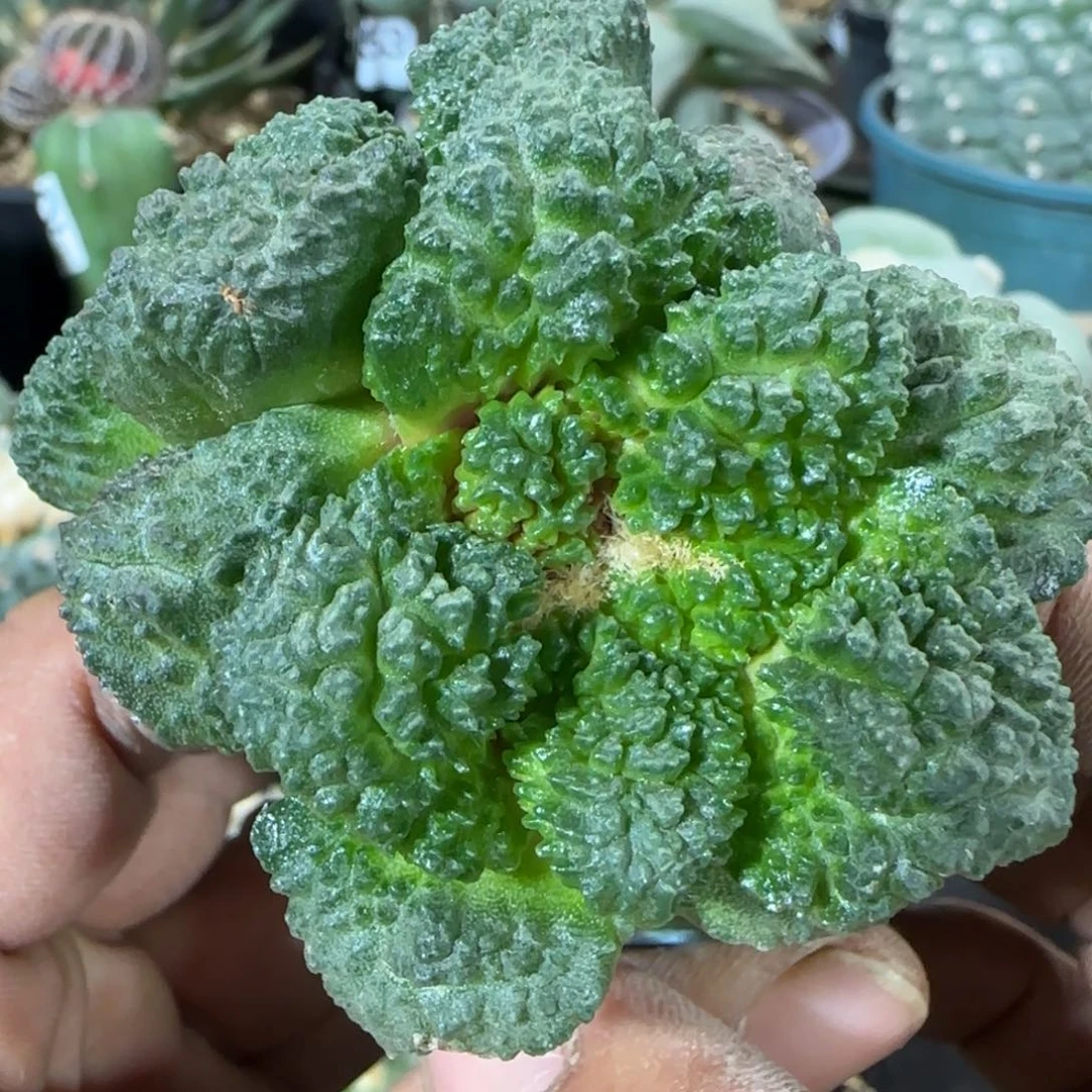 【闪购商品】双头大尤菜花237