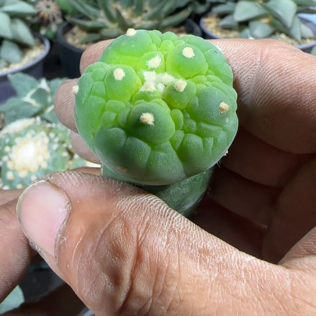 【闪购商品】小苗潜力股945